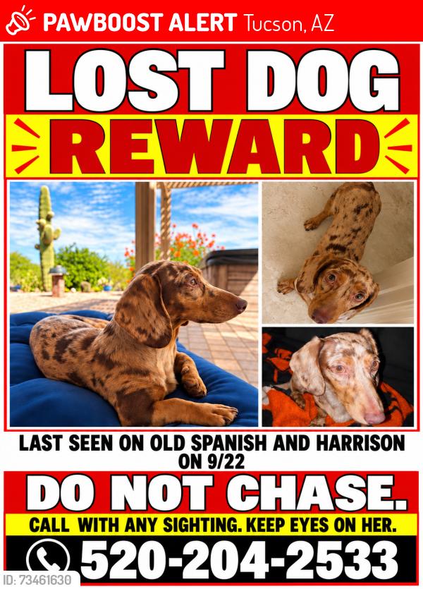 Lost Female Dog last seen Old Spanish trail and Harrison, Tucson, AZ 85710