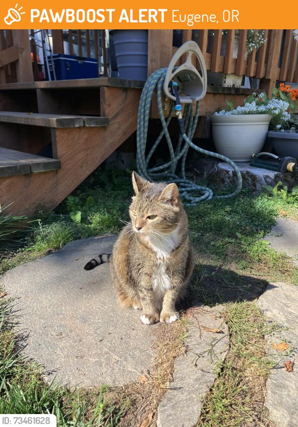 Found/Stray Unknown Cat last seen Off N Polk, Eugene, OR 97402