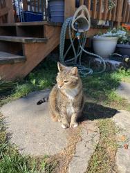 Found/Stray Unknown Cat last seen Off N Polk, Eugene, OR 97402