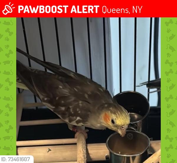 Lost Female Bird last seen Last seen around 5-14 123rdst 11356, Queens, NY 11356