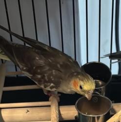 Lost Female Bird last seen Last seen around 5-14 123rdst 11356, Queens, NY 11356