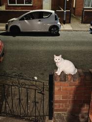 Found/Stray Female Cat last seen Makka Masjid, West Yorkshire, England LS6 1NQ
