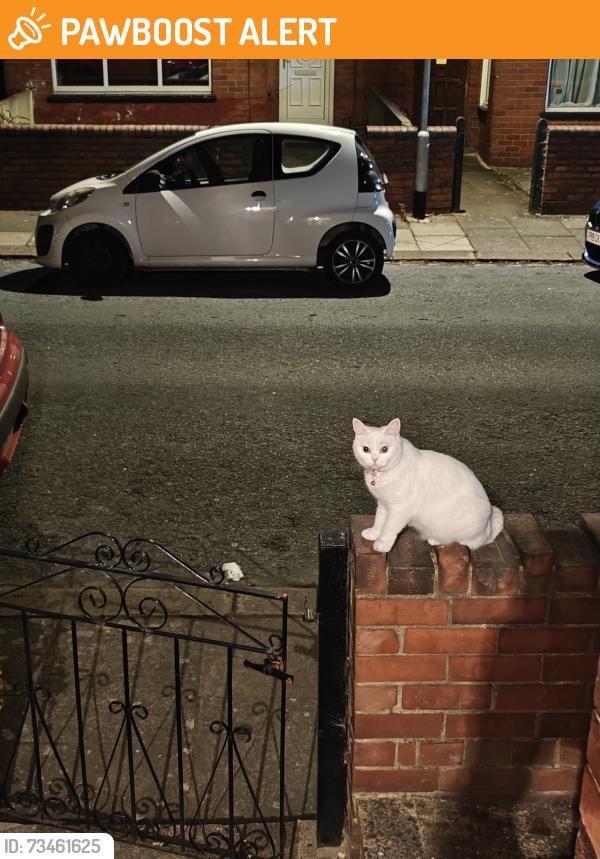 Found/Stray Female Cat last seen Makka Masjid, West Yorkshire, England LS6 1NQ