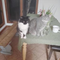 Reunited Male Cat last seen Gleneagles ct and green valley rd, Fayetteville, NC 28311
