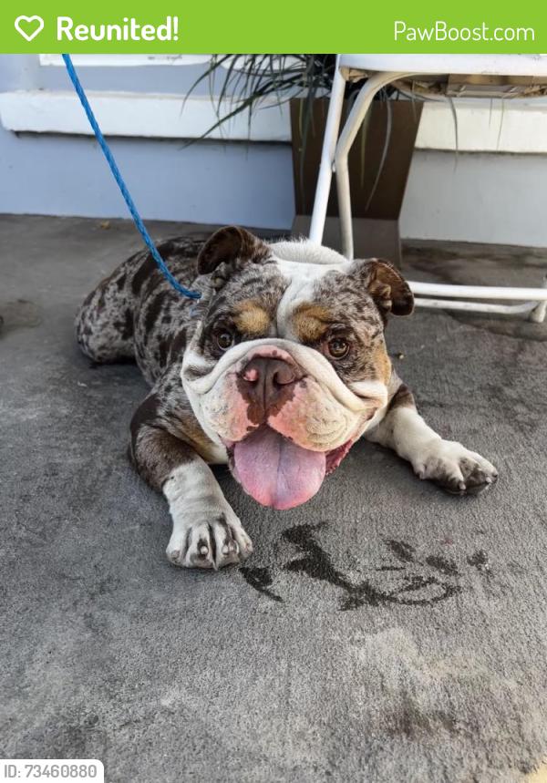 Reunited Male Dog last seen E Watters Rd, French Camp, CA 95231, USA, French Camp, CA 95231