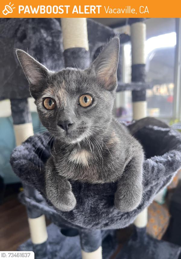 Found/Stray Female Cat last seen Whedbee Dr, Vacaville, CA 95687