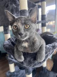 Found/Stray Female Cat last seen Whedbee Dr, Vacaville, CA 95687