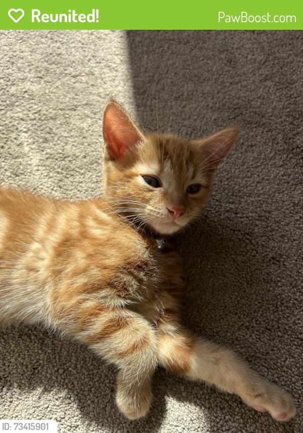 Reunited Male Cat last seen In bush, near Teasel Grove, Derby, England 