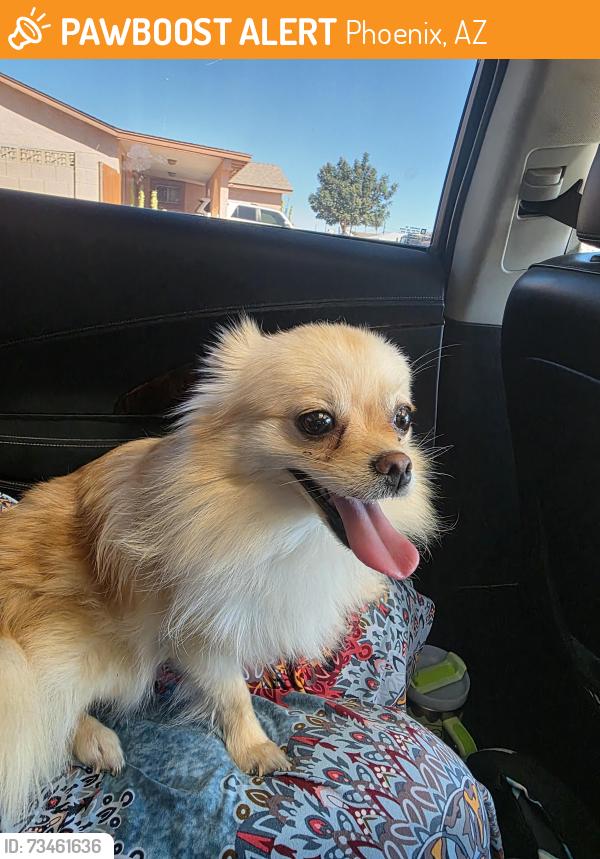 Found/Stray Female Dog last seen 51st Ave and Camelback, Phoenix, AZ 85031