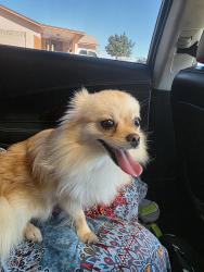 Found/Stray Female Dog last seen 51st Ave and Camelback, Phoenix, AZ 85031