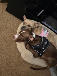 Lost Male Dog last seen Quartz hill mobile homes, Quartz Hill, CA 93536