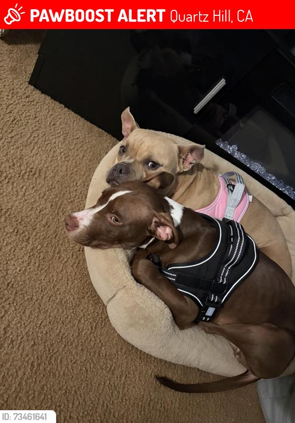 Lost Male Dog last seen Quartz hill mobile homes, Quartz Hill, CA 93536