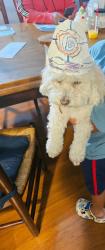 Lost Female Dog last seen Brophy st american canyon, American Canyon, CA 94503