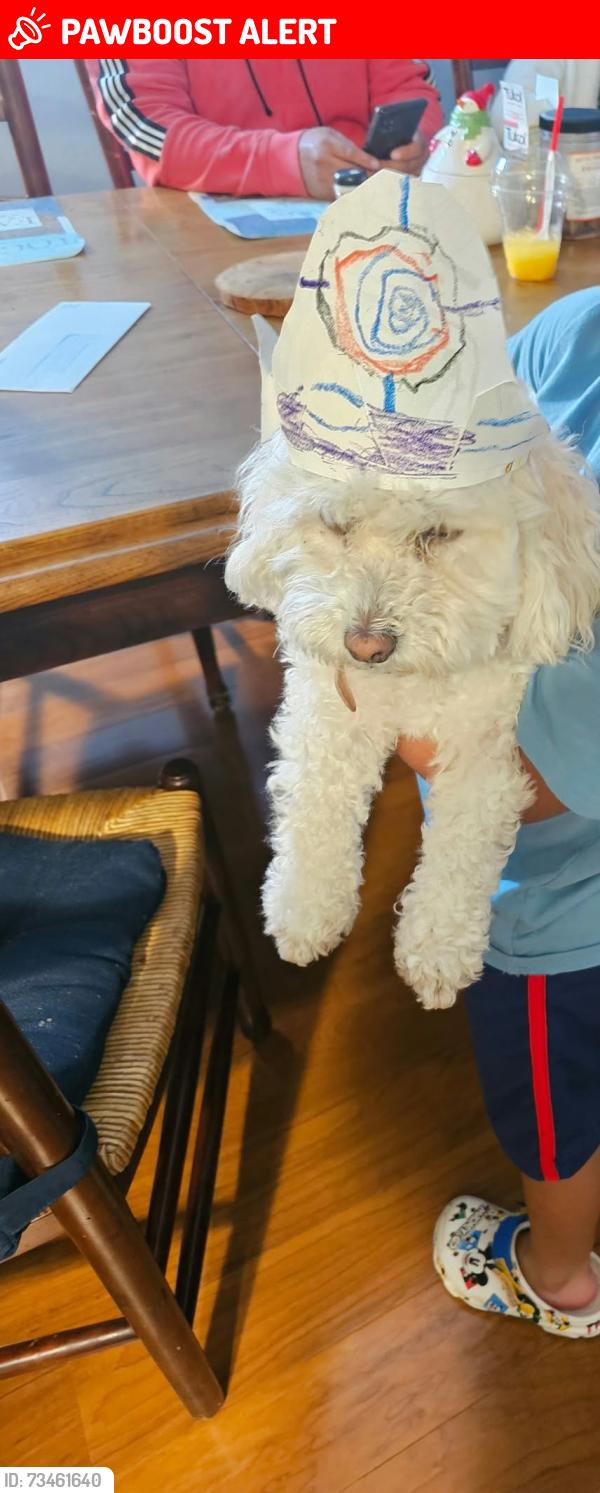 Lost Female Dog last seen Brophy st american canyon, American Canyon, CA 94503