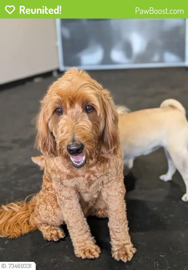 Reunited Female Dog last seen Vermont St and Prince St, Oakland, CA 94610