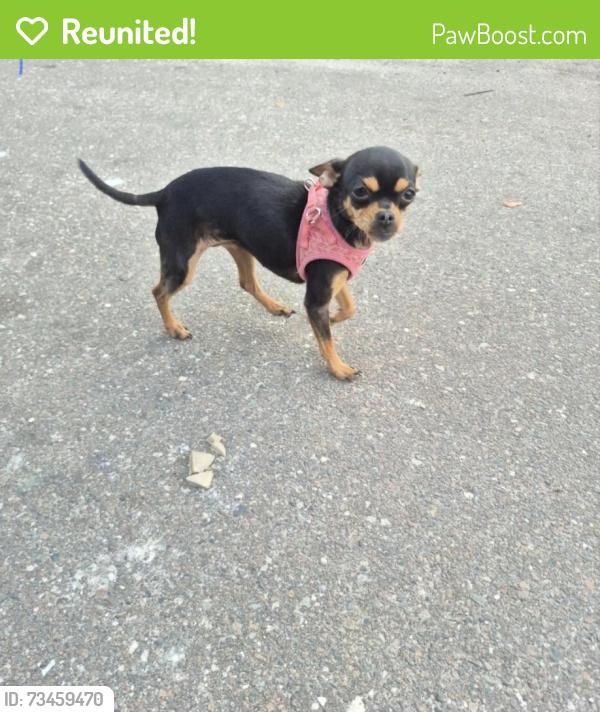 Reunited Female Dog last seen 40th ave and 24th st north, Lealman, FL 33714