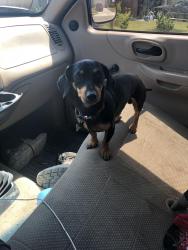 Lost Male Dog last seen Delafield & Saddleback Dr., Dallas, TX 75227
