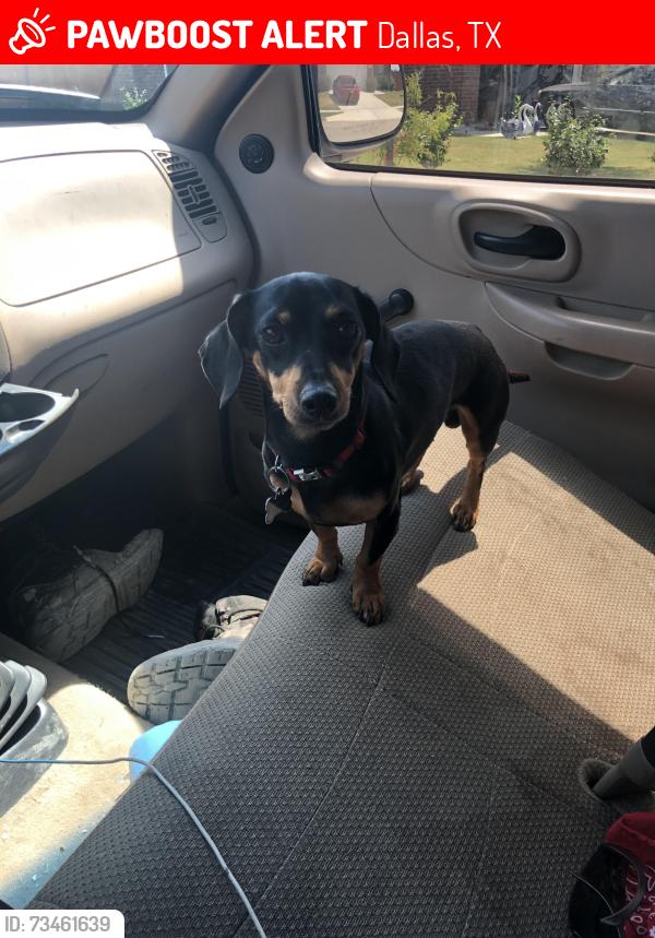 Lost Male Dog last seen Delafield & Saddleback Dr., Dallas, TX 75227