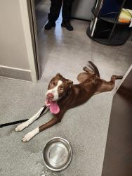 Reunited Female Dog last seen Hunters Branch, Piney Point Village, TX 77024