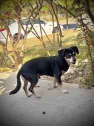 Reunited Male Dog last seen Morganfield Ave / Vermillion St, West Covina, CA 91792