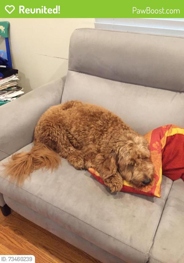Reunited Female Dog last seen Near Vermont st Oakland, Oakland, CA 94610