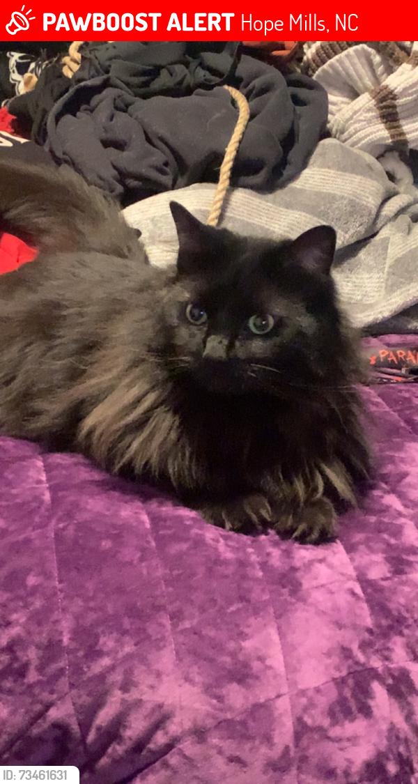 Lost Female Cat last seen Lost at the corner of parkton rd and nutrition ct, Hope Mills, NC 28348