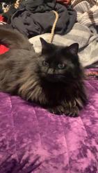 Lost Female Cat last seen Lost at the corner of parkton rd and nutrition ct, Hope Mills, NC 28348
