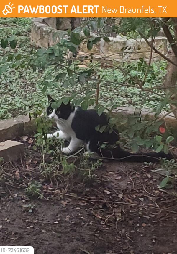 Found/Stray Unknown Cat last seen Tanger Ter/Schmidt, New Braunfels, TX 78130