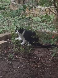 Found/Stray Unknown Cat last seen Tanger Ter/Schmidt, New Braunfels, TX 78130