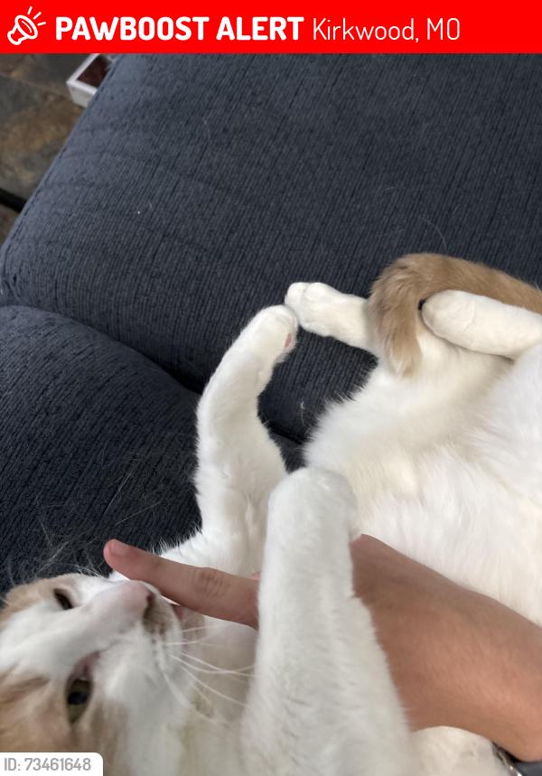 Lost Male Cat last seen Taylor woods drive to Taylor woods, Kirkwood, MO 63122