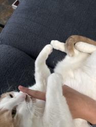 Lost Male Cat last seen Taylor woods drive to Taylor woods, Kirkwood, MO 63122