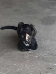 Lost Female Cat last seen Near Pullen Road & Plant Nursery, Rockwall, TX 75032