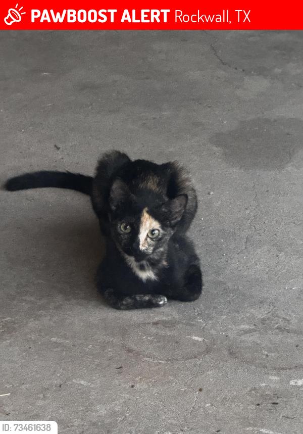Lost Female Cat last seen Near Pullen Road & Plant Nursery, Rockwall, TX 75032