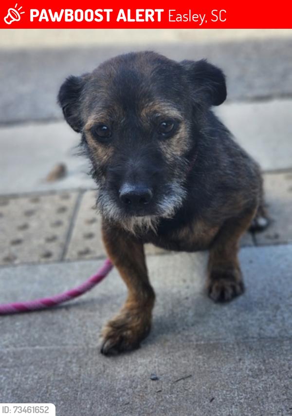 Lost Male Dog last seen Near Camperdown Ct, Easley, SC 29642