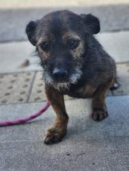 Lost Male Dog last seen Near Camperdown Ct, Easley, SC 29642
