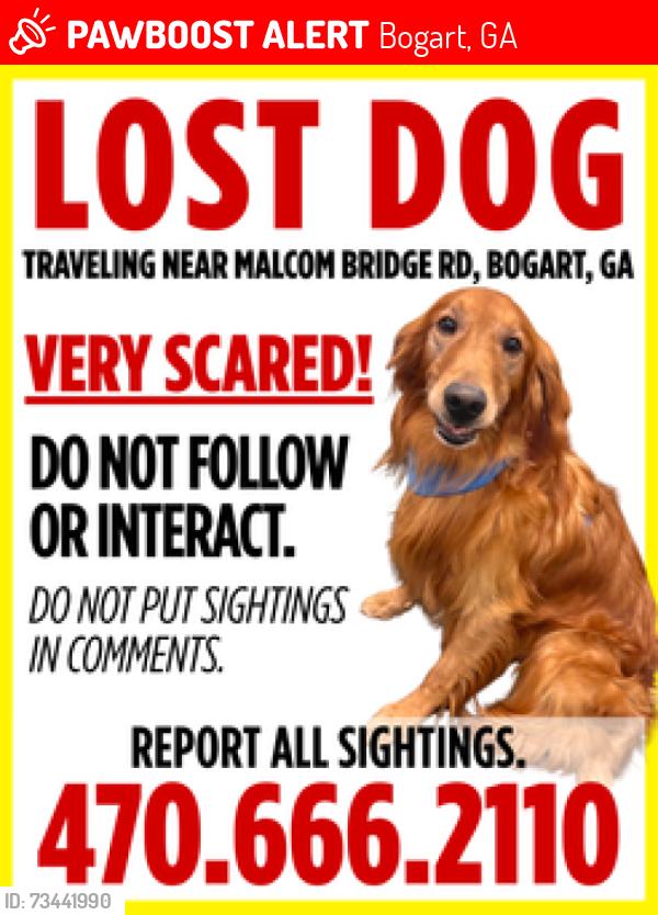 Lost Male Dog last seen Malcomb Bridge Rd, Bogart GA, Bogart, GA 30622