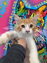 Shelter Stray Male Cat last seen Bexar County, 3353 Morningside Dr, New Braunfels, TX 78132, USA