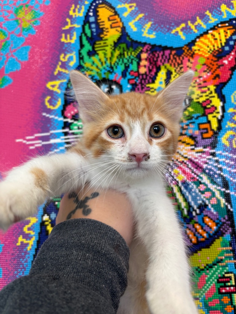Shelter Stray Male Cat last seen Bexar County, 3353 Morningside Dr, New Braunfels, TX 78132, USA