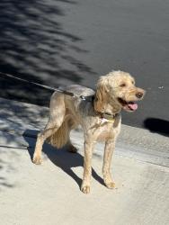 Found/Stray Male Dog last seen Skye Canyon, Las Vegas, NV 89166