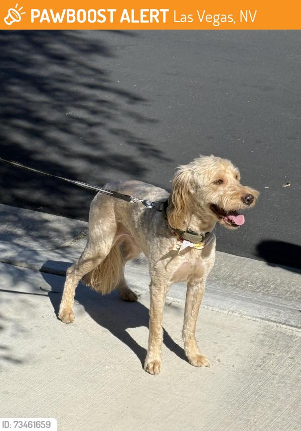 Found/Stray Male Dog last seen Skye Canyon, Las Vegas, NV 89166