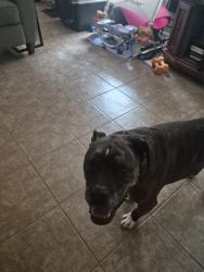 Found/Stray Male Dog last seen Fm 723, Rosenberg, TX 77471