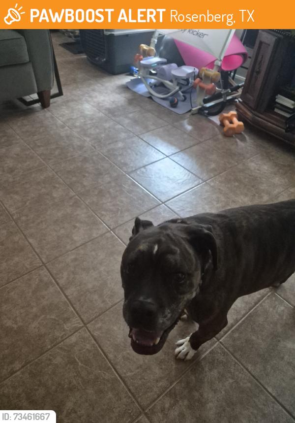 Found/Stray Male Dog last seen Fm 723, Rosenberg, TX 77471