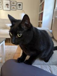 Reunited Unknown Cat last seen Whitney Street, Manchester, NH 03104