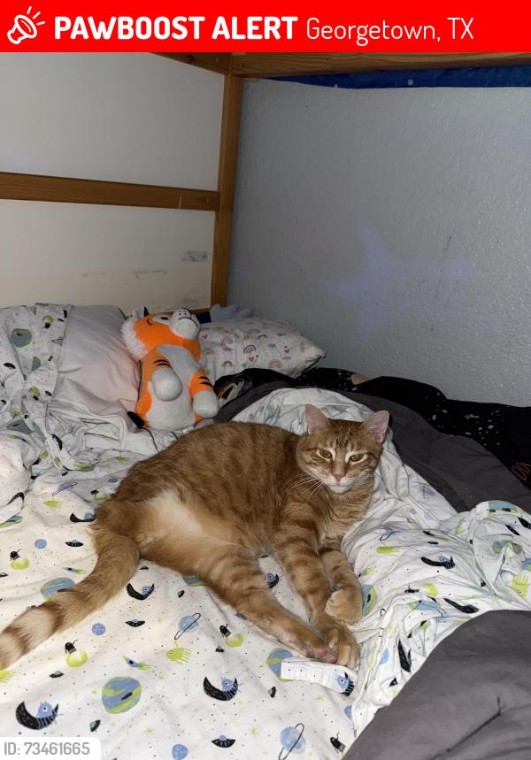 Lost Male Cat last seen Old town Georgetown, Georgetown, TX 78626