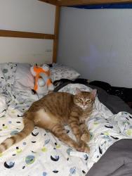 Lost Male Cat last seen Old town Georgetown, Georgetown, TX 78626