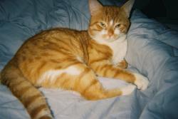 Lost Male Cat last seen Govanhill park, Govanhill, Scotland G42 7JG