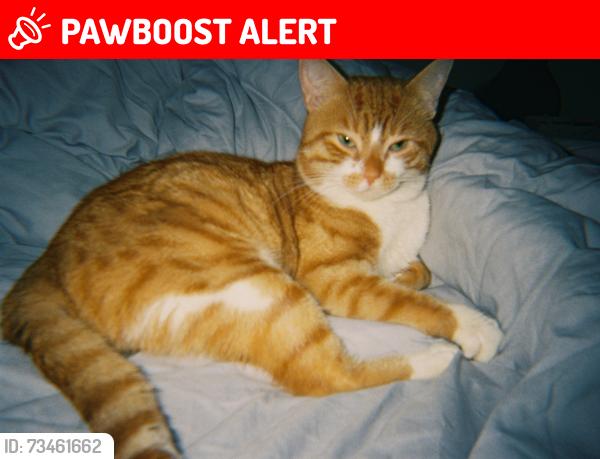 Lost Male Cat last seen Govanhill park, Govanhill, Scotland G42 7JG
