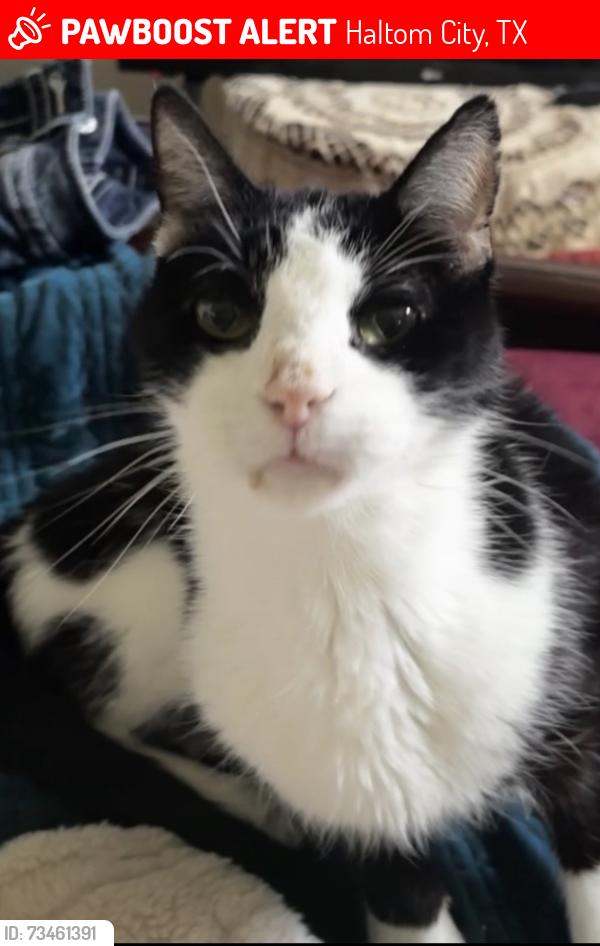 Lost Male Cat last seen Hwy 377 and Straightaway dr., Haltom City, TX 76117