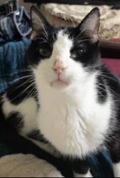 Lost Male Cat last seen Hwy 377 and Straightaway dr., Haltom City, TX 76117