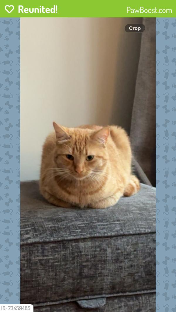 Reunited Female Cat last seen Camp Hill NN4 9YG, West Northamptonshire, England NN4 9YG